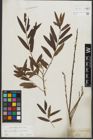 Foto von Salix purpurea L. x Salix viminalis L.